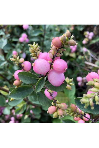 Сніжноягідник Аметист 